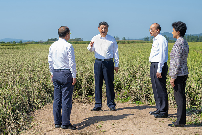 9月6日至8日，中共中央總書記、國家主席、中央軍委主席習近平在黑龍江考察。這是7日上午，習近平在遭受洪澇災害的哈爾濱尚志市老街基鄉龍王廟村，察看水稻受災情況。